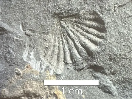 Acervo com 2.600 fósseis amplia pesquisas e consolida UEPG como referência em paleontologia