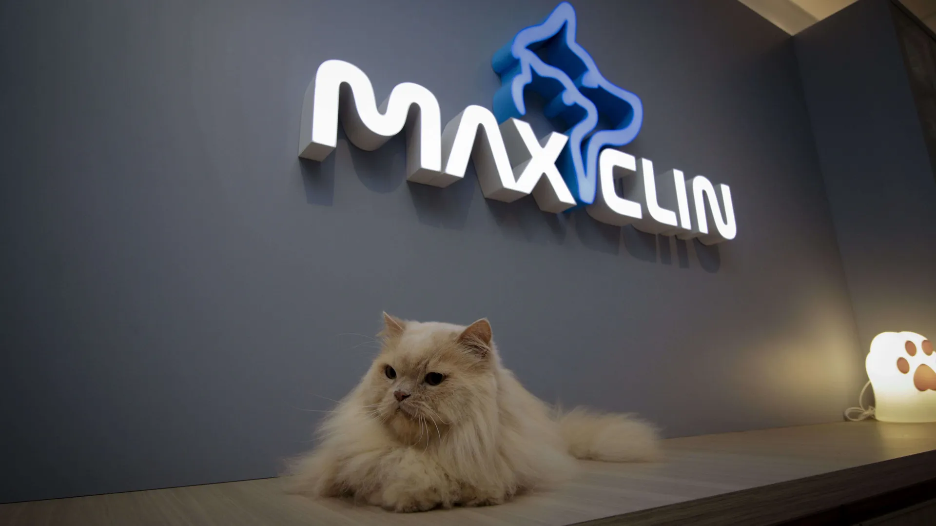 Cuidados especializados para felinos