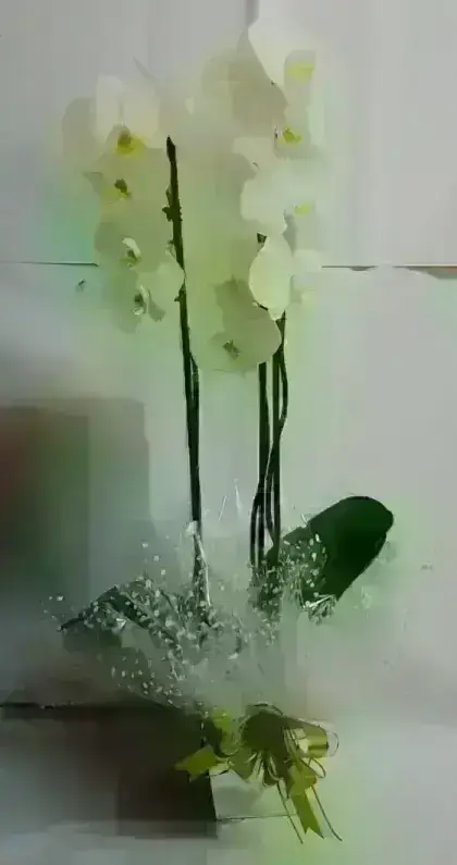 Orquídeas