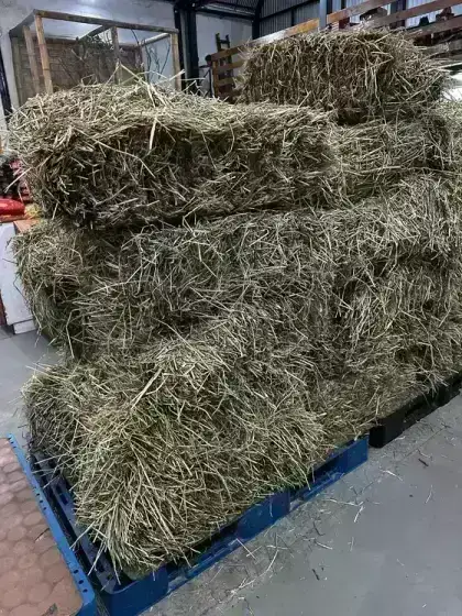 Feno de Azevem