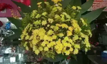 Leque Amarelo