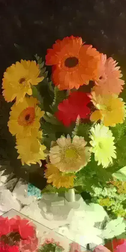 Gérberas Coloridas